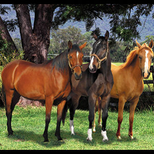 The horse trio panel